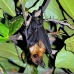 bat_fruit_lan_baa_v_0227_mal0279.jpg